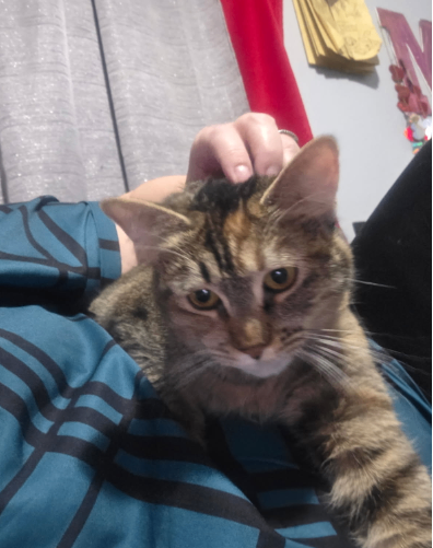 Picture of the Animal Listed